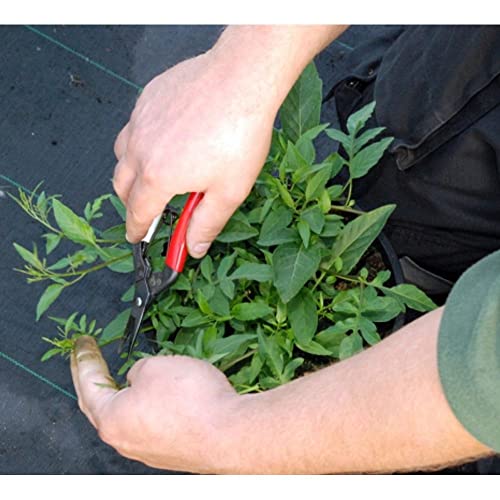 Image of Okatsune Bud Cutting Shears in Box No. 304
