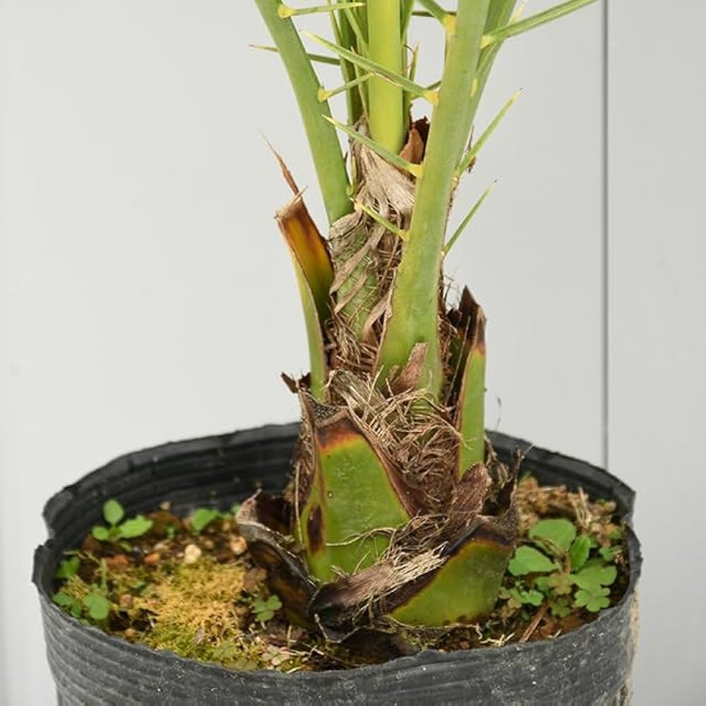 ① ナツメヤシ 耐寒性ヤシ 8号鉢 高さ110cm 実生5年生 現品 ①