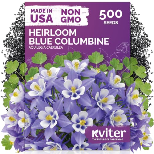 500 Blue Columbine Heirloom Flower Seeds for Planting, Aquilegia Caerulea