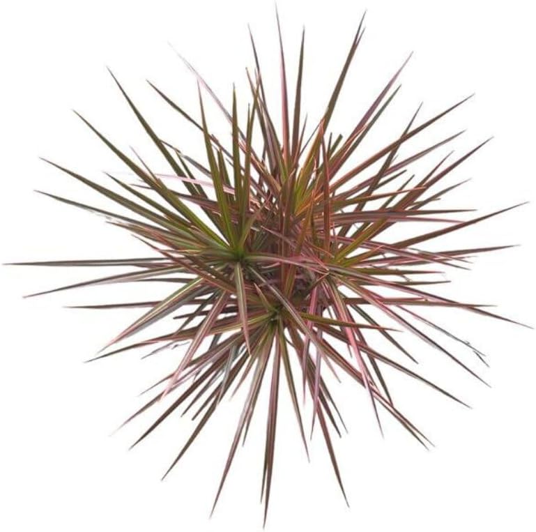 Dracaena Marginata Colorama – 10 Inches Grower Pot – Live Indoor/Outdoor Air Purifying Plant – Tropical Red-Edged Foliage, Low Light Houseplant for Home or Office