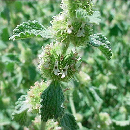 Earthcare Seeds White Horehound 100 Seeds (Marrubium vulgare) Non GMO - Heirloom - Perennial - Open Pollinated - Image 2
