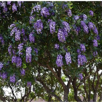 Texas Mountain Laurel Live Plant Mescal Bean Frijolito Bluish Lavender Fragrant Flowers Grape Soda Tree Starter