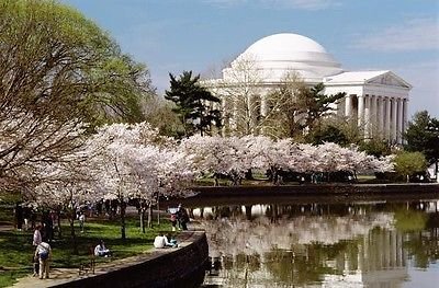 1 Yoshino Flowering Cherry Tree 6-12\" in Height 3\" Potted Hardy in zones 5-8 (legendary-yes)