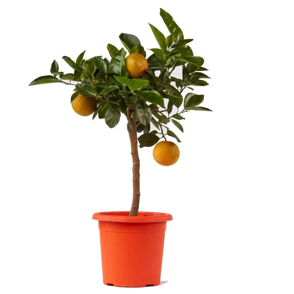 Arbre d'orange Citrus orange plante d'extérieur et d'orangerie H 80 cm