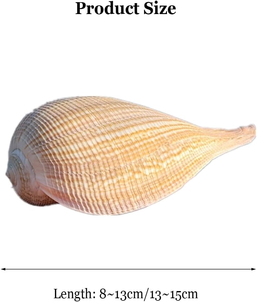 Ocean Conch Jumbo Seashells ， Natural Sea Shells, Natural Large Conch Shell 8~15Cm for Wedding Decor Beach Theme Party, Home Decorations,DIY Crafts(13~15cm)