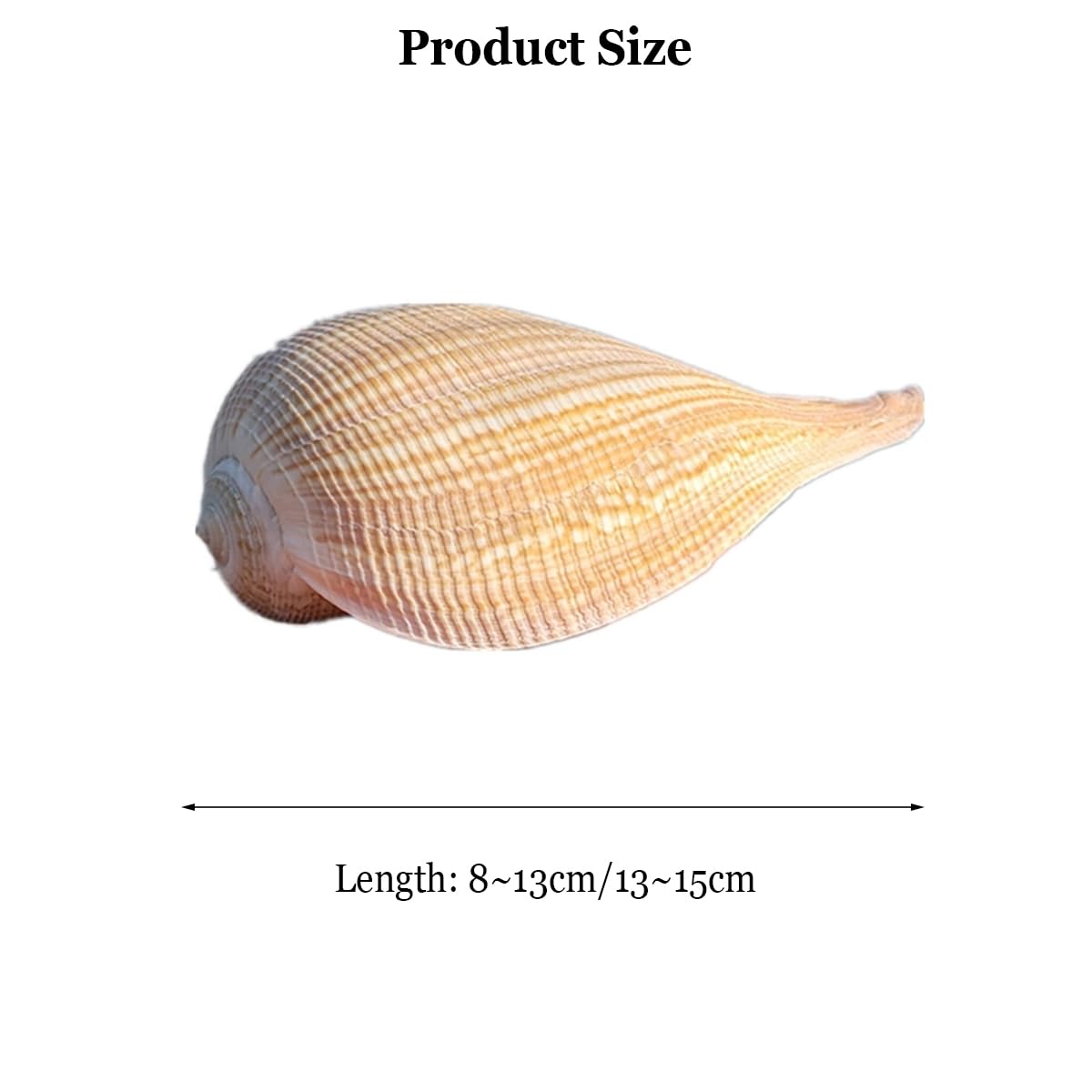 Muszla trąbki, Naturalna duża muszla ślimakowa 8~15 cm na wesele, imprezę tematyczną plaży(8~13cm)