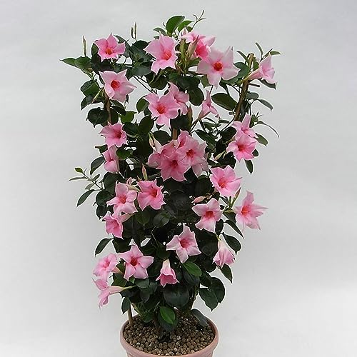 PERZOE 100 Stück kletternde Mandevilla Sanderi-Samen, mehrjährige Bonsai-Zaunpflanze Rosa Mandevilla Sanderi-Samen
