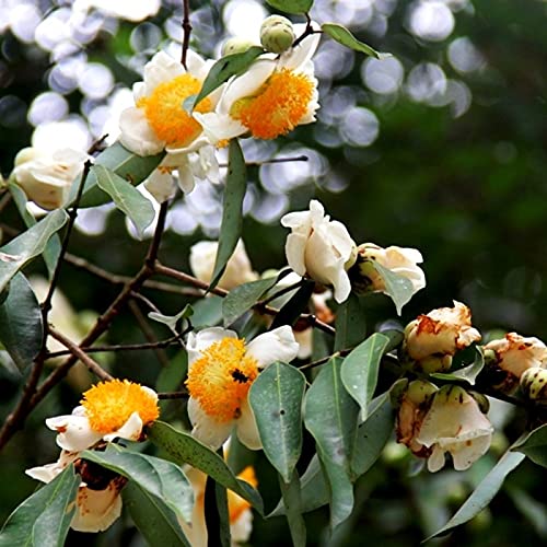See full amazon price history chart for Mphmi Seedless Plant Indoor Plants Nagkesar Plant - Mesua Ferrea, Indian Rose Chestnut, Nag Champa Mphmi Seedless Plant Indoor Plants Nagkesar Plant - Mesua Ferrea, Indian Rose Chestnut, Nag Champa (B0CVVQR2HR) Amazon Price History, Amazon Price Tracker