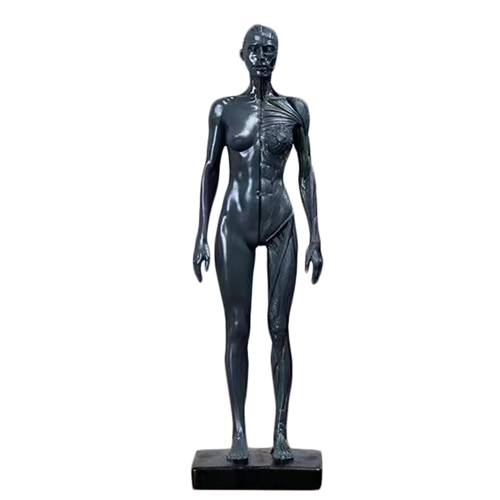 Cabeza anatómica y modelo de cráneo de 11,8 pulgadas para estudio de músculos faciales 8