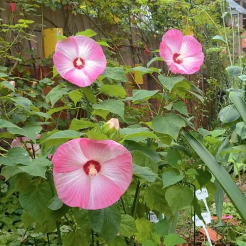 semillas de hibisco resistentes, Semillas de flores silvestres, plantas en macetas extremadamente resistentes semillas de flores, plantas trepadoras plantas perennes resistentes, 300pcs