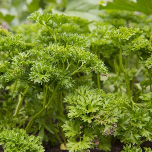 semillas de perejil organicas, balcón resistentes al aire libre, cobertura del suelo 1000pcs