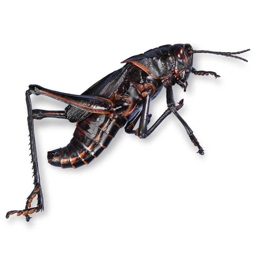 Carolina's Perfect Solution® Grasshoppers, Plain, Bucket of 100