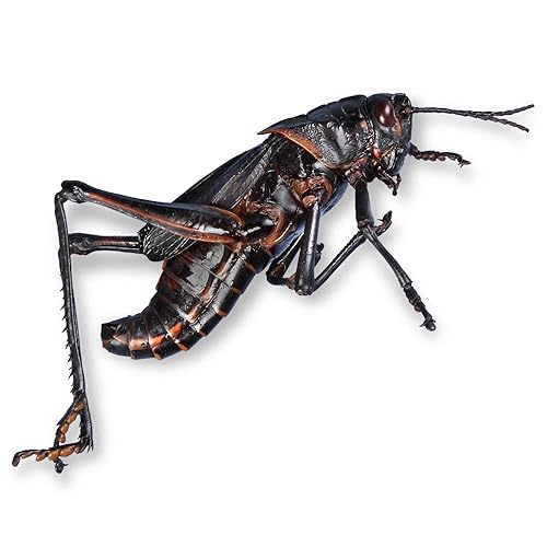 Carolina's Perfect Solution® Grasshoppers, Plain, Jar of 10