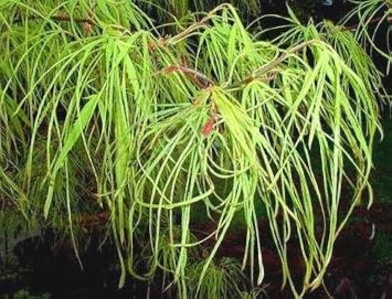 Koto No Ito Japanese Maple 2 - Year Graft