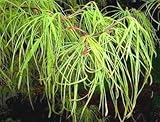 Koto No Ito Japanese Maple 2 - Year Graft