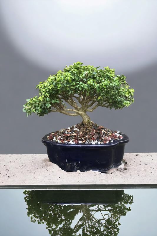Beautiful banyan bonsai tree live plant,7 Years old Bonsai Pack of 1 Without pot-image-48