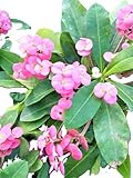 Crown of Thorns Plant, Pink Blooming Cactus, 12 inch, Indoor/Outdoor Full Sun USDA Zones 9-12