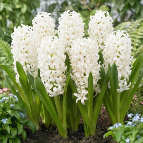Bulbes Jacinthe White Pearl - 15 Bulbes de Fleurs à Planter Exterieur - 3 Couleurs Plantes Vivaces Exterieur - Parfumées - Rustique - Naturelle Plantes de Hollande (pas de graines)