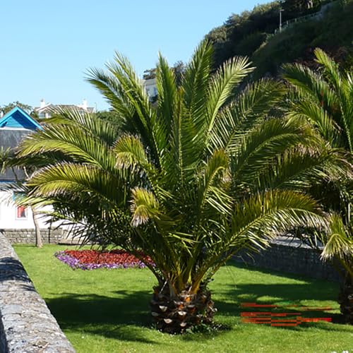 YouGarden Phoenix Palm Tree Established 55-75cm Tall Tree in a 14cm Pot Exotic Tropical Patio Plants Perfect for Gardens or House Plants