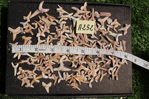 Image of Great Collection of Shark Teeth Fossil Shark Teeth Fossils for Kids Fossils from Morocco A252