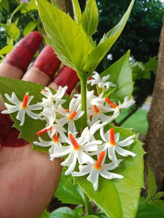 Shiuli Flower Plant Live – Harsingar Parijat Hybrid Night Blooming Jasmine – All Season Flower Tree for Balcony, Temple, Outdoors without pot (pack of 1)