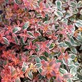 Proven Winners Tres Amigos Abelia (Abelia x grandiflora) Live Plant, 4.5" Qt