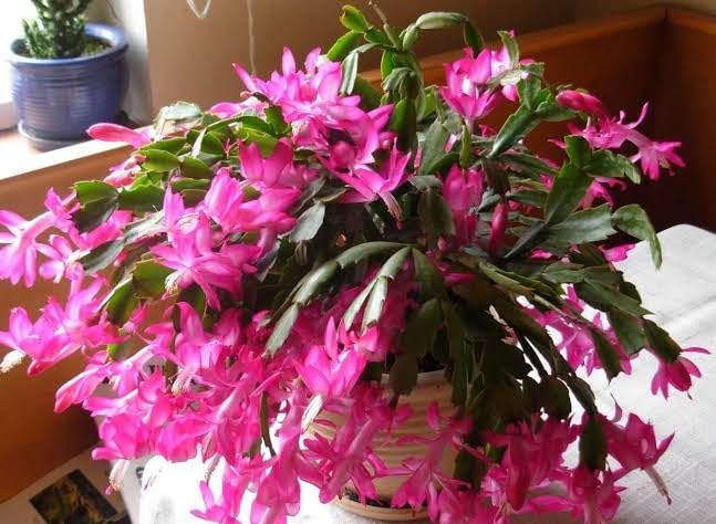 BISWAS PLANTS HOUSE  Good Looking Indoor Pink ZygoCactus "Christmas Cactus" Flower Live Plant (Pack Of-1) Healthy Plant (B0D91J9WFB) Amazon Price History, Amazon Price Tracker