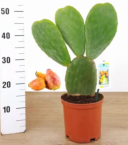 OPUNTIA INDICA, FICO D'INDIA A FRUTTO ARANCIO, Vaso 18cm diametro, altezza 50cm, piante vere