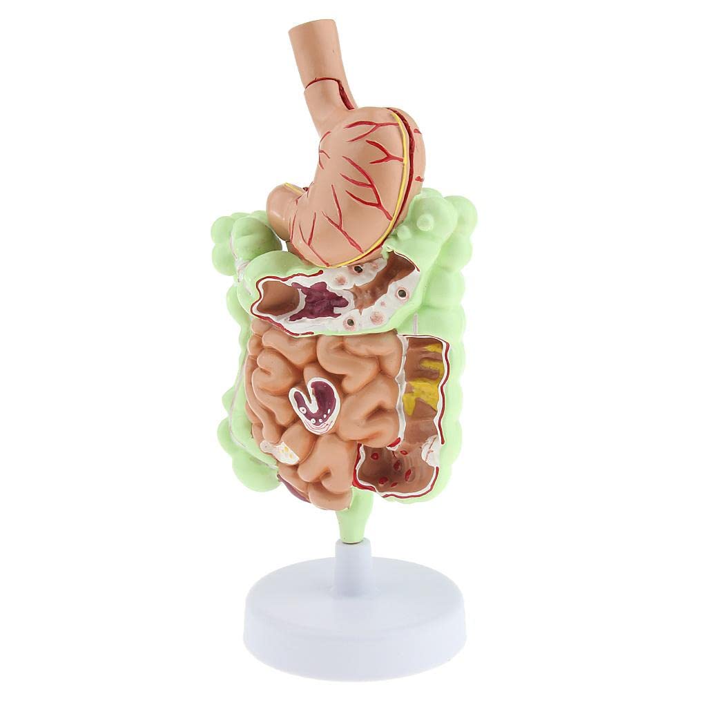 Anatomía del Sistema Digestivo Humano Modelo de Enseñanza Anatómica Estudio Anatómico