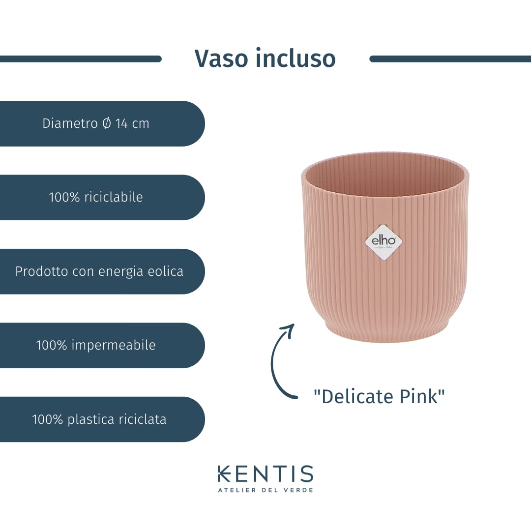 KENTIS - Pachira Acquatica - Pianta da Interno Portafortuna - Piante Vere da Appartamento - H 35-45 cm Vaso Ø 12 cm