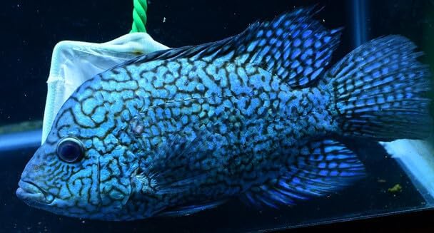 3 Pack - 1" to 2" Electric Blue Texas Carpintis Cichlid Fry Live Freshwater Aquarium Fish