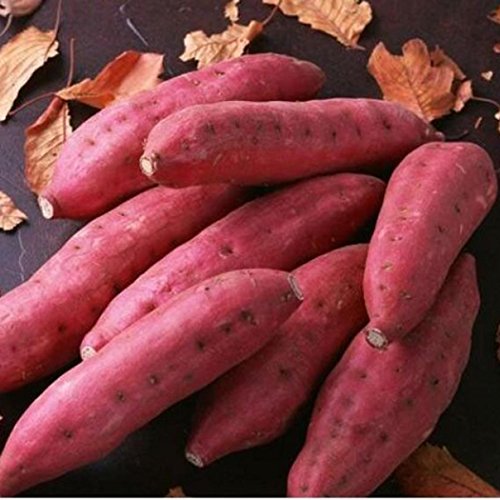 cioler 20pcs/50pcs Sweet Potato Seeds Garden Delicious Fresh Fruits Vegetables Seeds Flowers