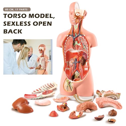 Image of NEW HORIZON 18-Part Premium Unisex Human Torso Model | Detailed Life-Size Human Body Model has 18 Removable Human Organs | Includes Detailed Product Manual,for Medical Student, Lab & Classroom Use