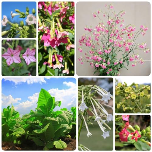 100 Piezas Semillas De Tabaco Organicas, Planta De Tabaco, Plantas En Maceta Resistentes, Plantas De Interior Que Purifican El Aire, Nicotiana Tabacum, Cobertura Del Suelo, Semillas