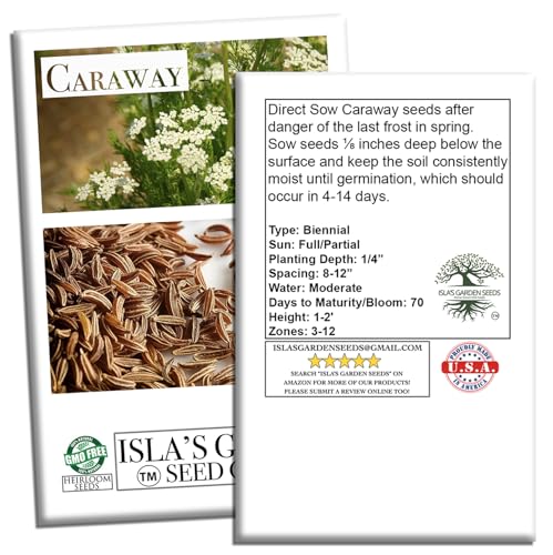 Caraway Herb Seeds (Carum carvi) – 250+ Non-GMO & Heirloom Seeds for Planting, Aromatic Culinary Herb with Flavorful Seeds, by Isla’s Garden Seeds, Great Home Garden Gift Idea - Image 7