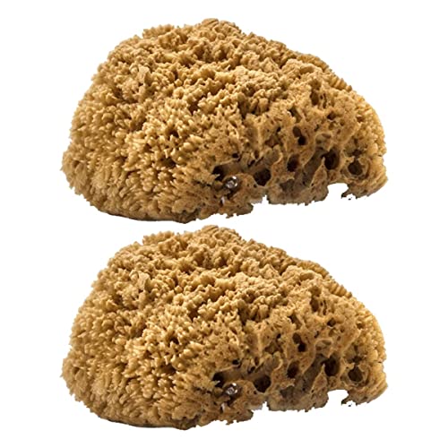 Image of YMS Natural Ocean SEA SPONGES Artists Crafts Painting Tool General Use, 2 pc