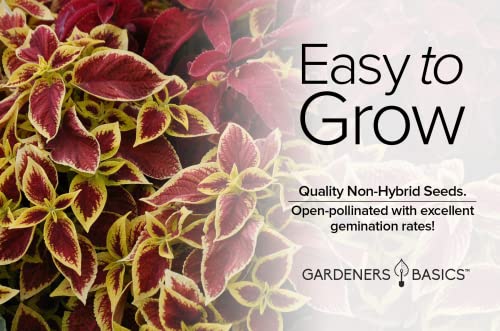 Gardeners Basics Coleus Seeds for Planting (Rainbow Mix) - Heirloom Non-GMO Shade Plants Seeds for Home Gardens, Containers, Hanging Pots, Decorative Borders and More