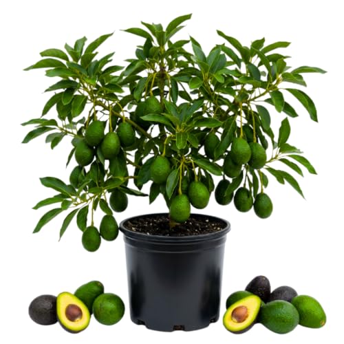 HASS Avocado Tree, Avocado Trees Live Plants, 2 Year Olds Avocado Tree, 3 Gallon Pot, 1-2 Feet Tall, Sweet Tropical Fruit for Planting, No Ship to CA