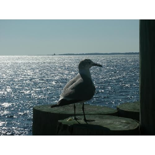 IN SEARCH OF. . . ( An Homage to and Love Story set in Key West) Audiolibro Por Wil Adams arte de portada