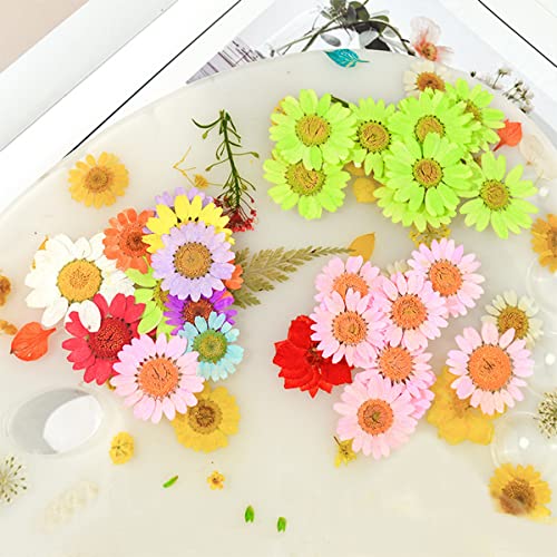 Flor natural prensada seca para manualidades y joyería miniatura 5