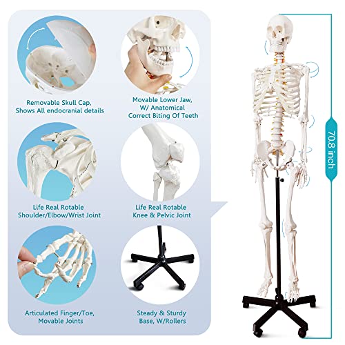 Image of 2026 New Medical Anatomical Human Skeleton Model, Life Size Medical Human Skeleton Model with Nervous System 70.8 in with Rolling Stand for Medical Study and Colorful Display Posters