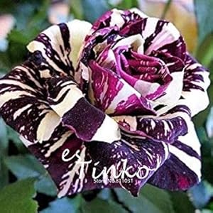 Deep Blue: 100 / sacchetto bianco peruviano Lily Semi Peruviano Lily Mix (Alstroemeria) semi di fiore puri perenne Bonsai Le piante per il giardino domestico di Deep Blue