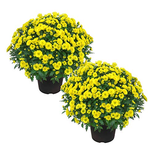 Live Flowering Hardy Chrysanthemum - Yellow (2 Plants Per Pack),