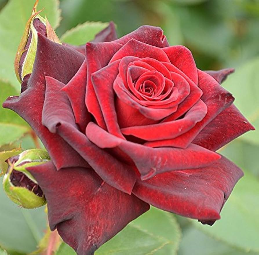 切りバラ苗【ブラックバカラ】 黒赤バラ　レア　開花済み　ポットごとメルカリ便発送 切りバラ苗【ブラックバカラ】 黒赤バラ レア 開花済み ポット