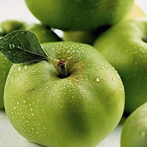 You Garden Bramley Apple Patio Fruit Tree, Bare Root, Grow Your Own