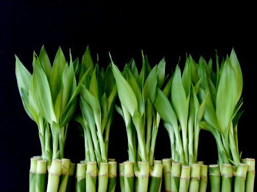 Jm Bamboo 50 Stalks Of 6 Inches Straight Lucky Bamboo Sold By Jm Bamboo thumb #1