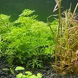 acuáticas semillas resistentes, semillas jardin de acuario, bonsái de acuario decoracion balcones 150pcs