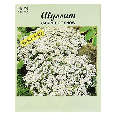 Set of 100 Alyssum - Carpet of Snow Annual Flower Seed Packets - Bulk Flower Seeds - Perfect for Creating Your Dream Garden! - Includes 100 Packets of Alyssum - Carpet of Snow Cover