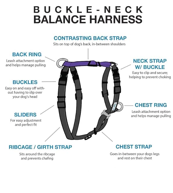 Guide To The Best Harness For Vizsla Dogs [2023 Reviews] It's A Vizsla
