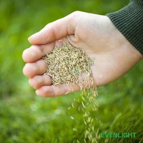 Image of American Imported Bermuda Lawn Grass Seed, All-Season Mix, Natural Green Coverage, Pack of 3000+, for Home and Gardening